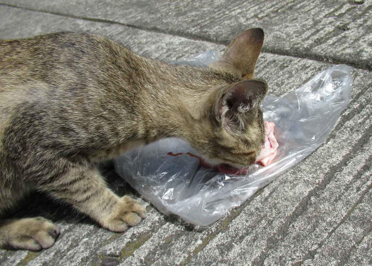 Whiskas Pouch 85g (isi 12)