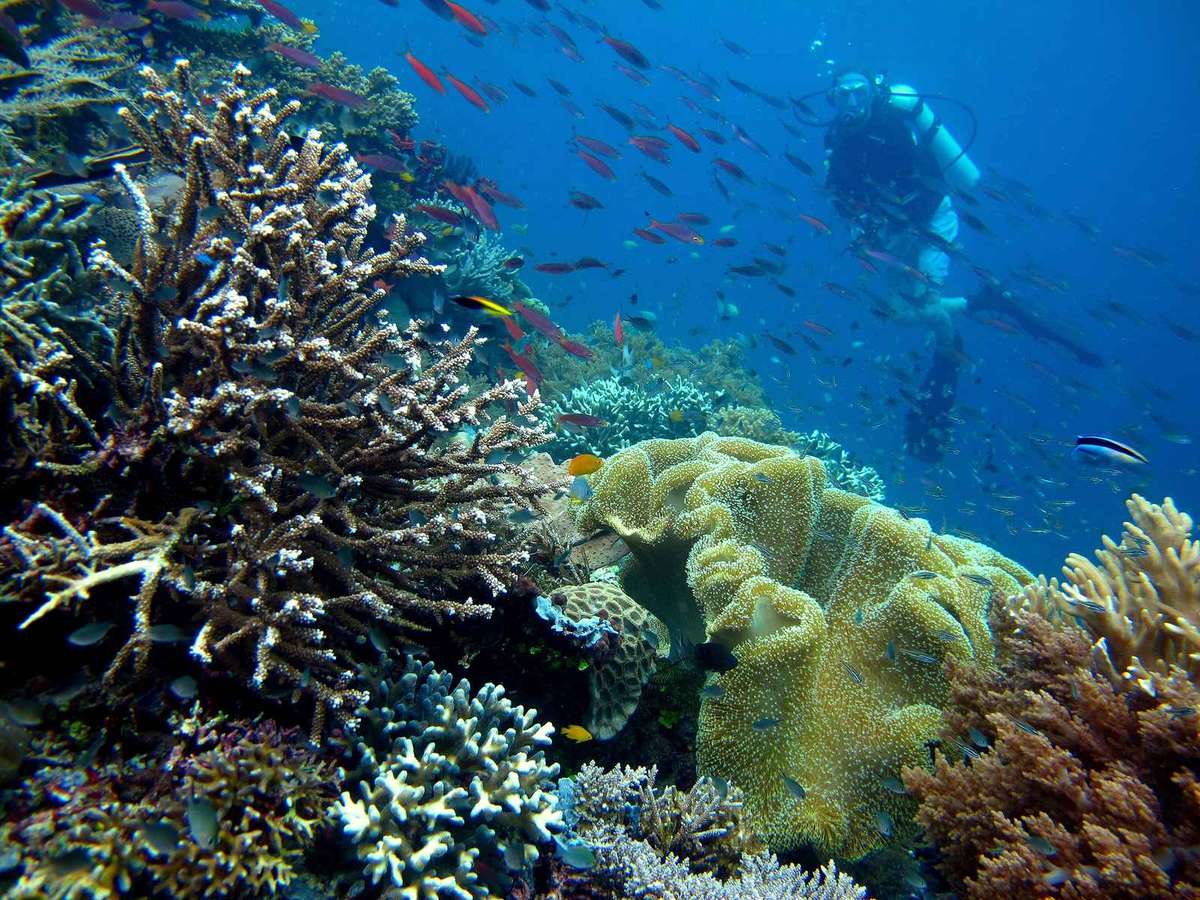 Raja Ampat 5D4N